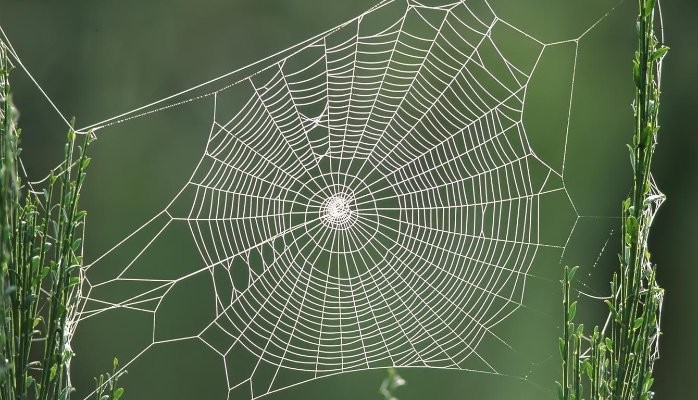 What we can learn from a spider in relation to networking?